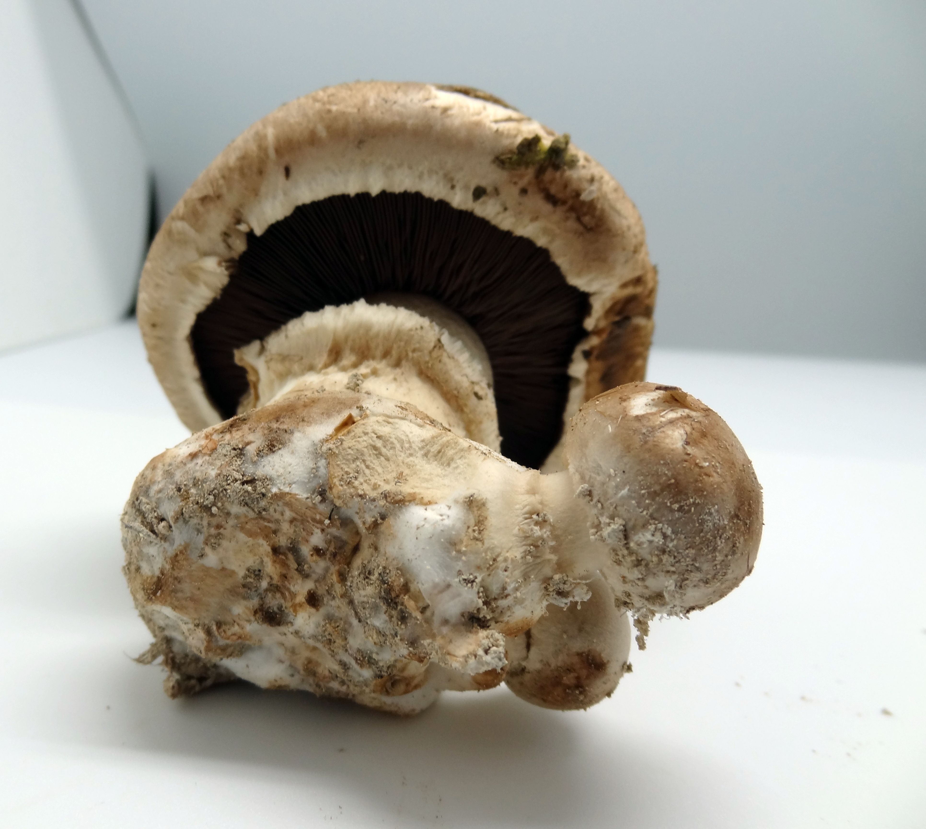 A single mature Agaricus bisporus cap tipped on its side, its pale tan cap rim curling around densely packed, dark chocolate-brown gills, with a stout whitish stem base still clinging with soil.